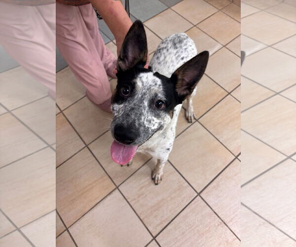 Medium Photo #5 Mutt Puppy For Sale in Virginia Beach, VA, USA