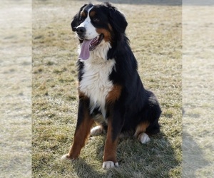 Father of the Bernese Mountain Dog puppies born on 01/13/2023