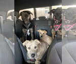 Small #1 German Shepherd Dog Mix