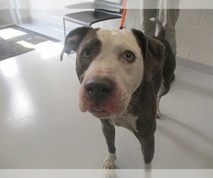 Staffordshire Bull Terrier Dogs for adoption in Ocala, FL, USA