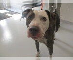 Small Staffordshire Bull Terrier