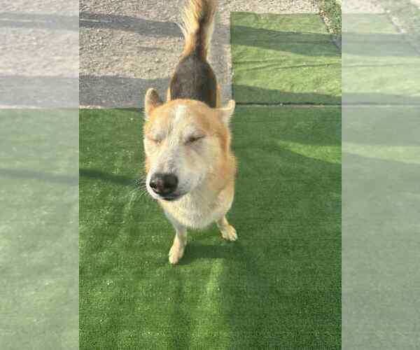 Medium Photo #4 German Shepherd Dog-Siberian Husky Mix Puppy For Sale in Evansville, IN, USA
