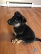 Small Photo #7 German Shepherd Dog Puppy For Sale in SICKLERVILLE, NJ, USA