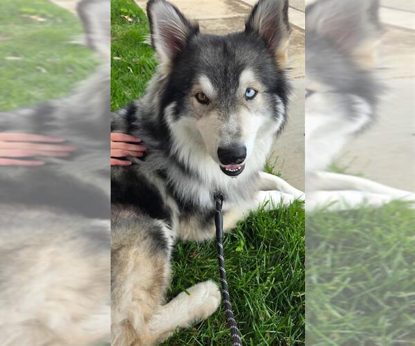 Medium Photo #6 Siberian Husky-Unknown Mix Puppy For Sale in Elk Grove, CA, USA