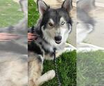 Small #5 Siberian Husky Mix