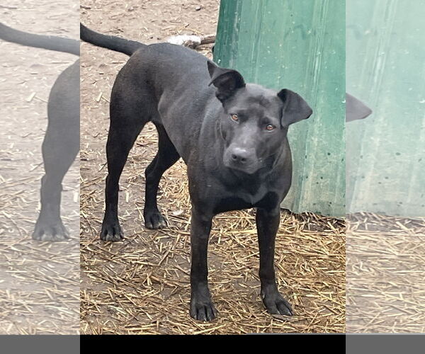 Medium Photo #4 Labrador Retriever-Unknown Mix Puppy For Sale in Tracy City, TN, USA