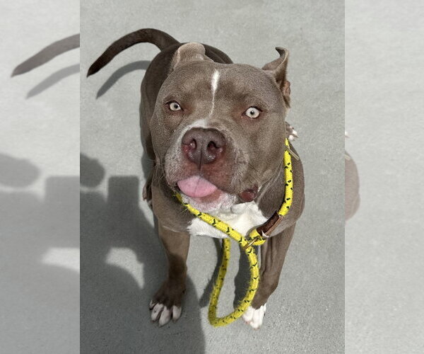 Medium Photo #2 American Pit Bull Terrier Puppy For Sale in Salinas, CA, USA