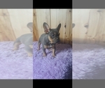 Small Photo #1 French Bulldog Puppy For Sale in BREMEN, IN, USA