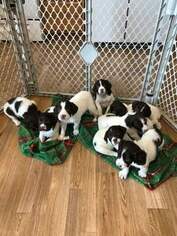 English Springer Spaniel Puppy for sale in HEATH, OH, USA