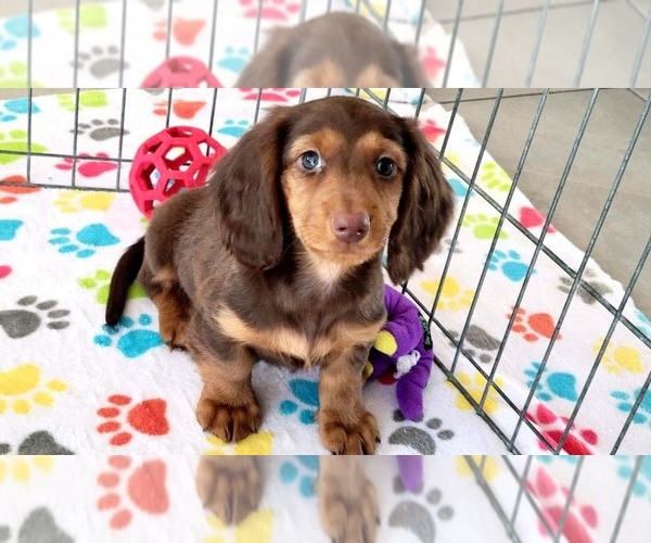 Medium Photo #6 Dachshund Puppy For Sale in ORO VALLEY, AZ, USA