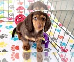 Small #5 Dachshund