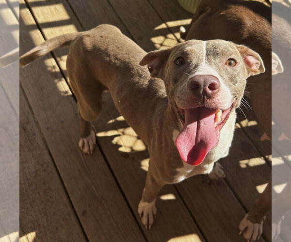 Medium Photo #1 American Pit Bull Terrier-Unknown Mix Puppy For Sale in Wetumpka, AL, USA