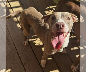 American Pit Bull Terrier-Unknown Mix Dogs for adoption in Wetumpka, AL, USA