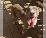 261487  Clairee - Female American Pit Bull Terrier-Unknown Mix Dog for Adoption - Small photo