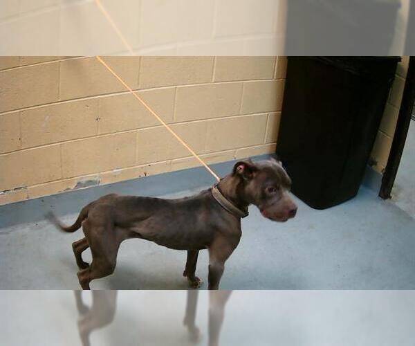 Medium Photo #1 American Pit Bull Terrier-Unknown Mix Puppy For Sale in Tulsa, OK, USA