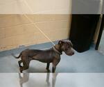 Small American Pit Bull Terrier Mix
