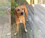 Small Photo #6 Rhodesian Ridgeback-Unknown Mix Puppy For Sale in Munford, TN, USA