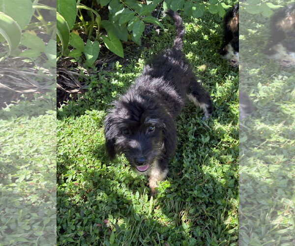 Medium Photo #2 Bernese Mountain Dog-Poodle (Miniature) Mix Puppy For Sale in Valrico, FL, USA