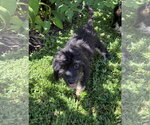 Small Photo #2 Bernese Mountain Dog-Poodle (Miniature) Mix Puppy For Sale in Valrico, FL, USA