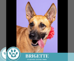 Small #3 German Shepherd Dog Mix
