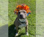 Small #3 American Pit Bull Terrier Mix