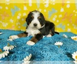 Small Photo #64 Bernedoodle Puppy For Sale in COLORADO SPRINGS, CO, USA