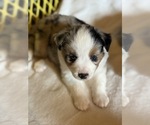 Puppy Chip Australian Shepherd-Miniature Australian Shepherd Mix