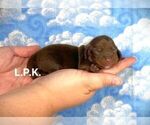 Image preview for Ad Listing. Nickname: Mini Clyde