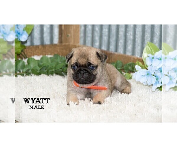 Medium Photo #11 Pug Puppy For Sale in CLARE, MI, USA