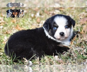 Australian Shepherd Puppy for sale in EASTON, MO, USA