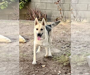 Sunny - Female Siberian Husky-Unknown Mix Dog for Adoption - Photo #13