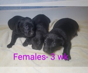 Labrador Retriever-Rhodesian Ridgeback Mix Puppy for sale in CATO, NY, USA
