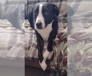 Cyle (TX) - Male Mutt Dog for Adoption - Photo #10