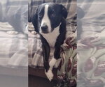 Small Photo #10 Mutt Puppy For Sale in New York, NY, USA
