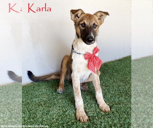 Medium Photo #1 Mutt Puppy For Sale in San Diego, CA, USA