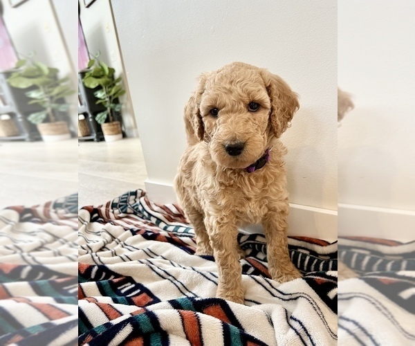 Medium Photo #2 Goldendoodle Puppy For Sale in ROGERS, MN, USA