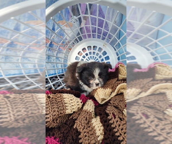 Medium Photo #5 Shiranian Puppy For Sale in GREENWOOD, WI, USA