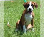 Small Boxer-Siberian Husky Mix