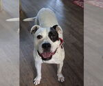 Small #13 American Bulldog-Labrador Retriever Mix
