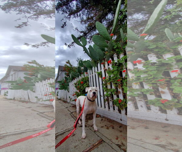 Medium Photo #5 Bulloxer Puppy For Sale in Fresno, CA, USA