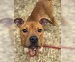 Small #9 American Pit Bull Terrier Mix