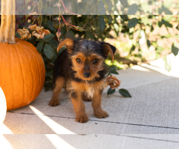 Medium Photo #2 Yorkshire Terrier Puppy For Sale in NAPPANEE, IN, USA