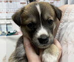 Small Mutt