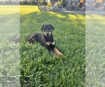 Small Doberman Pinscher