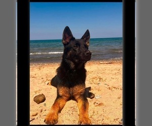 Father of the German Shepherd Dog puppies born on 05/12/2025