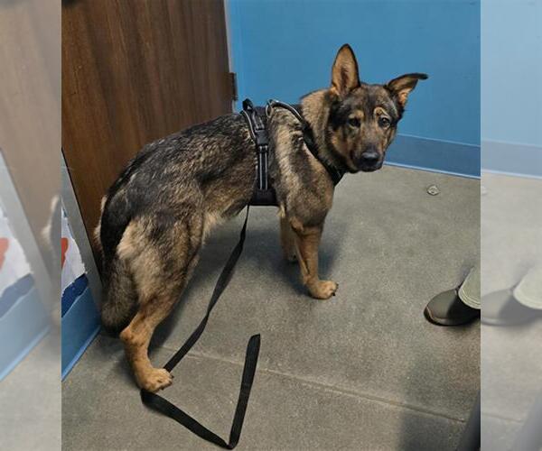 Medium Photo #1 German Shepherd Dog Puppy For Sale in Houston, TX, USA