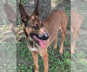 German Shepherd Dog-Unknown Mix Dogs for adoption in Texas City, TX, USA