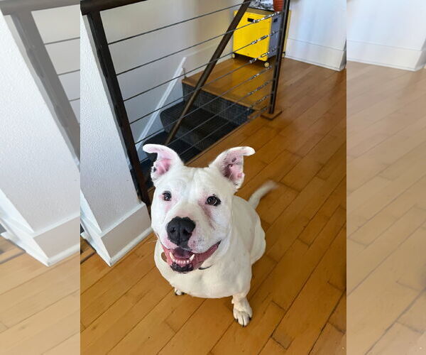 Medium Photo #2 American Pit Bull Terrier Puppy For Sale in Hayward, CA, USA