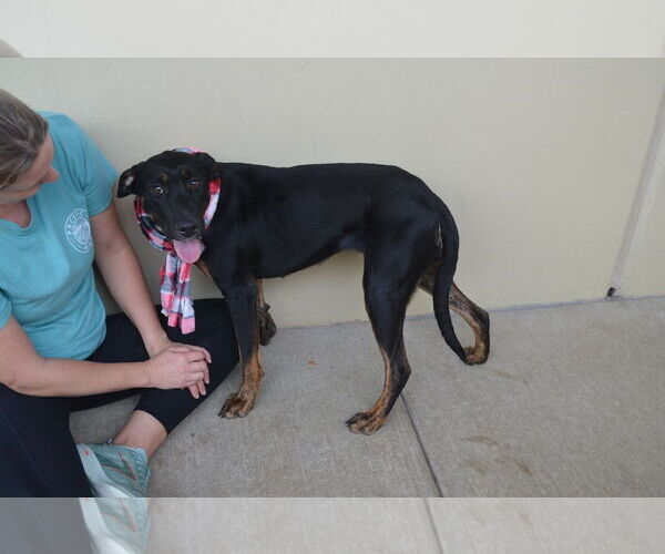 Medium Photo #3 Labrador Retriever-Unknown Mix Puppy For Sale in McKinney, TX, USA