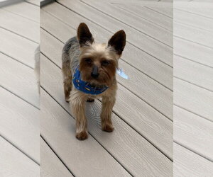 A Armani - Male Mutt Dog for Adoption - Photo #3